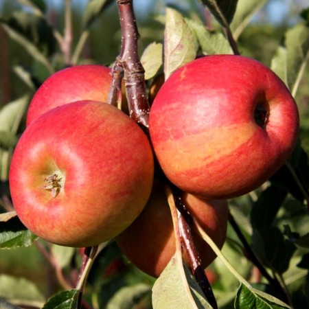 Mar Frumos de Voinesti - Pomi fructiferi - AgroDenmar.ro