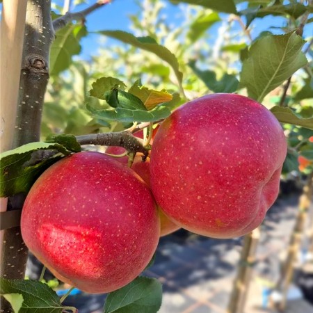 Mar Galiwa - Pomi fructiferi - AgroDenmar.ro Mar Galiwa - Pomi fructiferi - AgroDenmar.ro