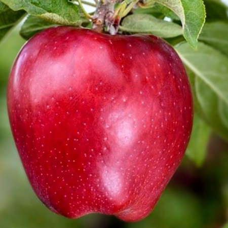 Mar Red Spur Delicious - Pomi fructiferi - AgroDenmar.ro