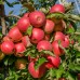 Mar Topaz - Pomi fructiferi - AgroDenmar.ro
