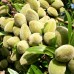 Migdal Guara - Pomi fructiferi - AgroDenmar.ro