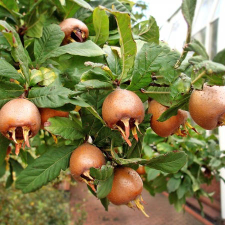 Mosmon - Pomi fructiferi - AgroDenmar.ro