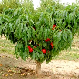 Nectarin Pitic Balconella - Pomi fructiferi - AgroDenmar.ro
