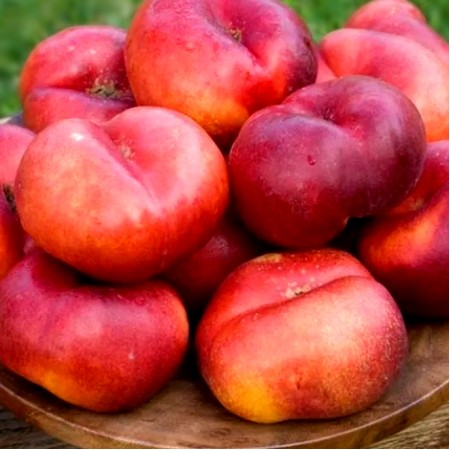 Nectarin plat Liana - Pomi fructiferi - AgroDenmar.ro