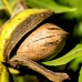 Nuc Pecan - Carya Illinoinensis - Pomi fructiferi - AgroDenmar.ro