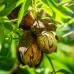 Nuc Pecan - Carya Illinoinensis - Pomi fructiferi - AgroDenmar.ro