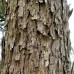 Nuc Pecan - Carya Illinoinensis - Pomi fructiferi - AgroDenmar.ro