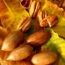 Nuc Pecan - Carya Illinoinensis - Pomi fructiferi - AgroDenmar.ro