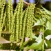 Nuc Pecan - Carya Illinoinensis - Pomi fructiferi - AgroDenmar.ro