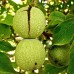 Nuc Sibisel 44 - Ghiveci - Pomi fructiferi - AgroDenmar.ro
