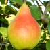 Par Argessis - Pomi fructiferi - AgroDenmar.ro