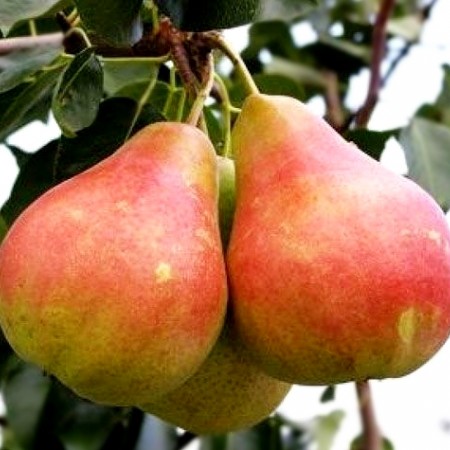 Par Argessis - Pomi fructiferi - AgroDenmar.ro