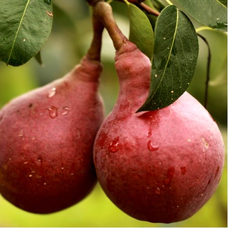 Par Clapp rosu - Pomi fructiferi - AgroDenmar.ro