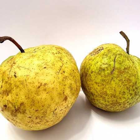 Par columnar October Giant - Pomi fructiferi - AgroDenmar.ro Par columnar October Giant - Pomi fructiferi - AgroDenmar.ro