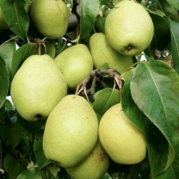 Par Isadora - Pomi fructiferi - AgroDenmar.ro