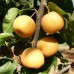 Par Japonez - Nashi Kosui - pe rod - Pomi fructiferi - AgroDenmar.ro