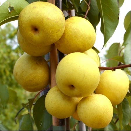 Par Japonez - Nashi Shinseiki - pe rod - Pomi fructiferi - AgroDenmar.ro