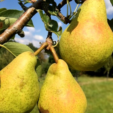 Par Dr. Jules Guyot - Pomi fructiferi - AgroDenmar.ro