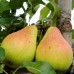 Par Dr. Jules Guyot - Pomi fructiferi - AgroDenmar.ro