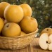 Par Japonez - Nashi Hosui - pe rod - Pomi fructiferi - AgroDenmar.ro