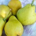 Par Nyari Kalman - Pomi fructiferi - AgroDenmar.ro