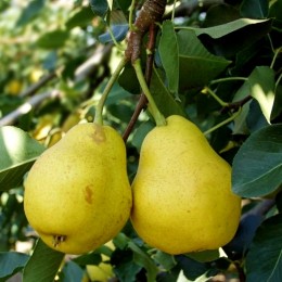 Par Nyari Kalman - Pomi fructiferi - AgroDenmar.ro