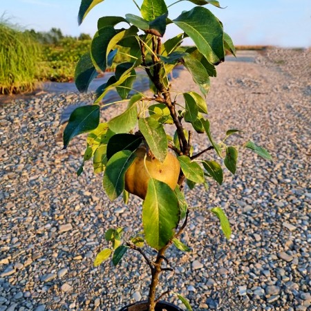 Par pitic Goiciu - pe rod - Pomi fructiferi - AgroDenmar.ro