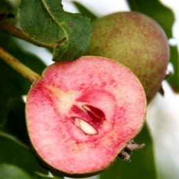 Par Sanguinole la ghiveci - Pomi fructiferi - AgroDenmar.ro