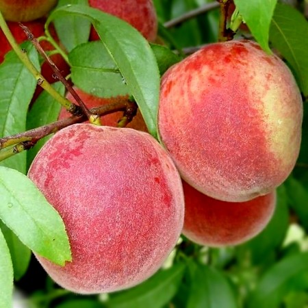 Piersic Champion - Pomi fructiferi - AgroDenmar.ro