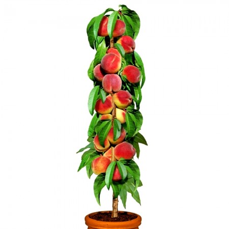Piersic columnar - Pomi fructiferi - AgroDenmar.ro