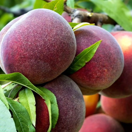 Piersic Dixired - Pomi fructiferi - AgroDenmar.ro
