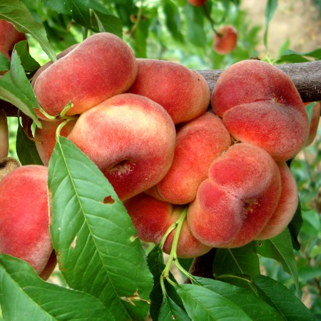 Piersic plat Remeny - Pomi fructiferi - AgroDenmar.ro