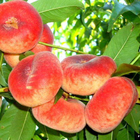 Piersic plat Sugar Baby - Pomi fructiferi - AgroDenmar.ro