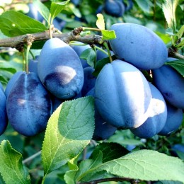 Prun Bistrita - Pomi fructiferi - AgroDenmar.ro