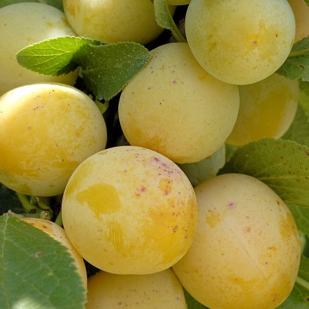 Prun Dollins - Pomi fructiferi - AgroDenmar.ro Prun Dollins - Pomi fructiferi - AgroDenmar.ro