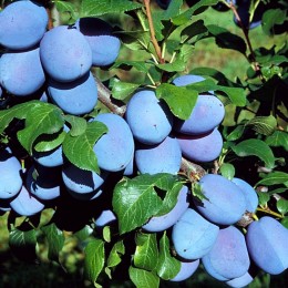 Prun Haganta - Pomi fructiferi - AgroDenmar.ro