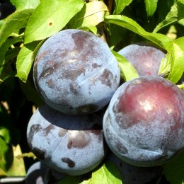Prun Angeleno - Pomi fructiferi - AgroDenmar.ro