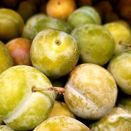 Prun japonez Regina Claudia (galben) - Pomi fructiferi - AgroDenmar.ro Prun japonez Regina Claudia (galben) - Pomi fructiferi - AgroDenmar.ro