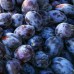 Prun Muscat de Debrecen - Pomi fructiferi - AgroDenmar.ro