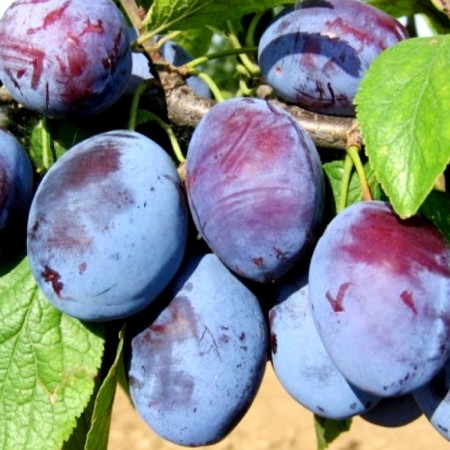 Prun Muscat de Debrecen - Pomi fructiferi - AgroDenmar.ro