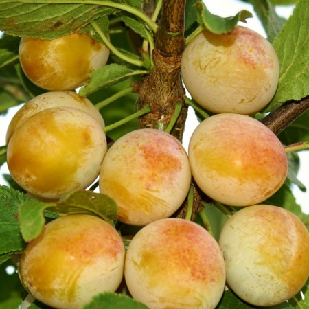 Prun Nancy Mirabelle - Pomi fructiferi - AgroDenmar.ro