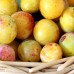 Prun Nancy Mirabelle - Pomi fructiferi - AgroDenmar.ro