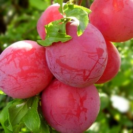 Prun Peche - Pomi fructiferi - AgroDenmar.ro