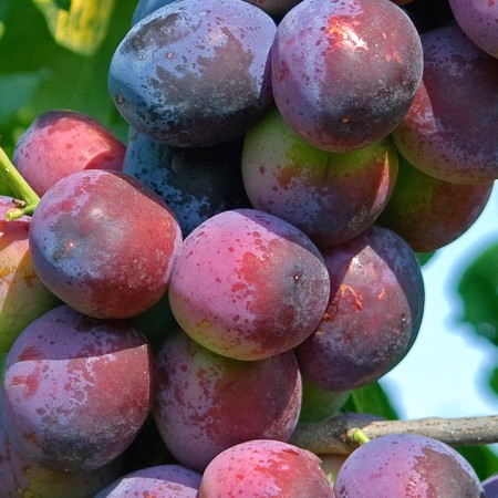 Prun The Czar - Pomi fructiferi - AgroDenmar.ro