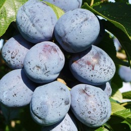 Prun Top King - Pomi fructiferi - AgroDenmar.ro