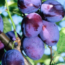Prun Valor - Pomi fructiferi - AgroDenmar.ro