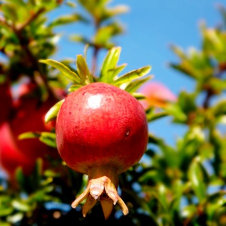 Rodie - Arbusti fructiferi - AgroDenmar.ro
