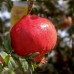 Rodie - Red Horse - Arbusti fructiferi - AgroDenmar.ro