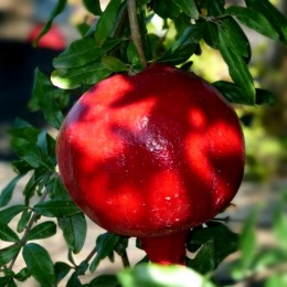 Rodie - Wonderful 150 cm - Pomi fructiferi - AgroDenmar.ro