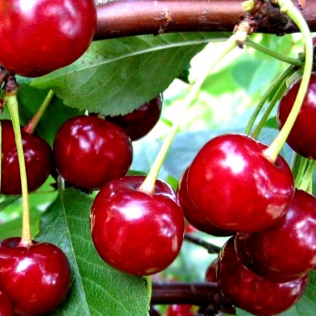 Visin Erdi Botermo - Pomi fructiferi - AgroDenmar.ro Visin Erdi Botermo - Pomi fructiferi - AgroDenmar.ro